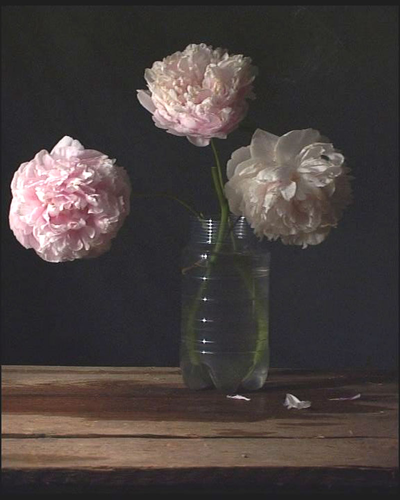 Peonie II, 2006